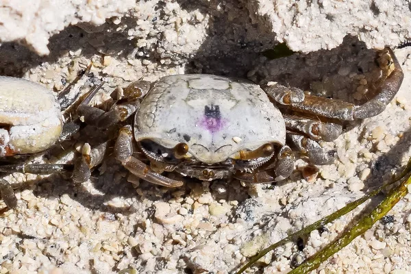 Crabe Sable Mâle Alias Uca Pugilato Sur Plage Naples — Photo