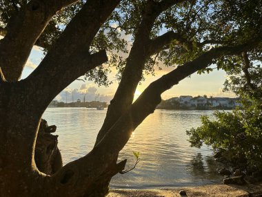 Jüpiter, Florida 'daki rıhtımda altın bir günbatımı, siluetli bir ağaç, sakin bir su ve kıyı içi su yolu boyunca manzaralı bir körfez manzarası var.