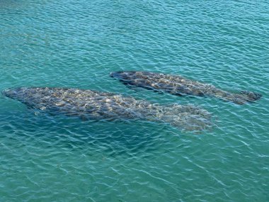 Vahşi denizayıları dalgalı yüzeyin altında görünen sığ kıyı sularında zarifçe hareket ederler. Güneş ışığı ve berrak su, bu sakin doğa fotoğrafında onların dokulu sırtlarını ortaya çıkarıyor..