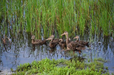 Anne ördek, yeşil çimenler ve dalgalarla sığ sularda beş yavru ördek yavrusuyla yüzüyor. Vahşi yaşamı, aile bağlarını ve bahar doğasını gösteriyor..