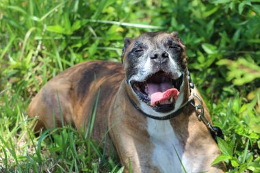 Mutlu kahverengi boksör köpeği dışarıda yeşil çimenlerde yatıyor, güneşli bir günde dili açık nefes alıyor, doğada yakın plan evcil hayvan portresi.