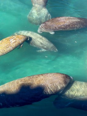 Açık turkuaz suda yüzen bir grup denizayısı, yukarıdan doğal bir göl veya kıyı habitatında görülür..
