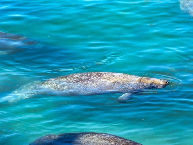 Florida denizayıları, soğuk stresten kaçınmak ve hayatta kalmayı desteklemek için sıcak kıyı sularında termal sığınakları kullanarak kışı bir araya getirirler..