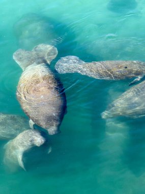 Anne deniz ayısı ve buzağı turkuaz sularda yüzüyor, yukarıdan bakıldığında deniz yaban hayatı ve koruma kavramını gözler önüne seriyor..