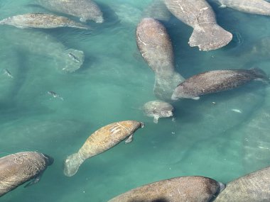 Florida denizayıları, soğuk stresten kaçınmak ve hayatta kalmayı desteklemek için sıcak kıyı sularında termal sığınakları kullanarak kışı bir araya getirirler..
