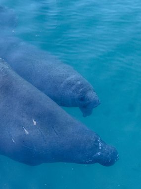 Florida denizayıları, soğuk stresten kaçınmak ve hayatta kalmayı desteklemek için sıcak kıyı sularında termal sığınakları kullanarak kışı bir araya getirirler..