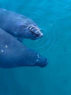 Florida denizayıları, soğuk stresten kaçınmak ve hayatta kalmayı desteklemek için sıcak kıyı sularında termal sığınakları kullanarak kışı bir araya getirirler..