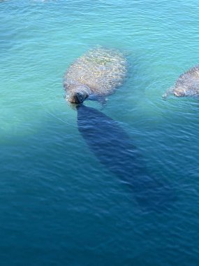 Anne deniz ayısı ve buzağı turkuaz sularda yüzüyor, yukarıdan bakıldığında deniz yaban hayatı ve koruma kavramını gözler önüne seriyor..