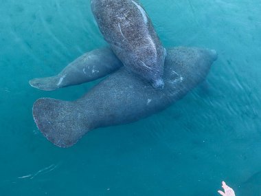 Üç denizayısı, bir enerji santralinin yakınındaki sıcak su sığınağında daha büyük bir kış birleşmesinin bir parçası olarak berrak mavi sularda birbirine sarılır..
