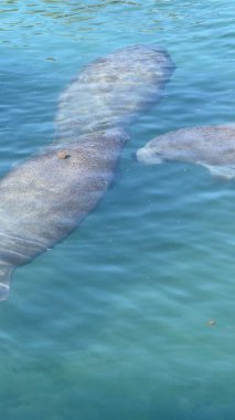 Florida denizayıları, soğuk stresten kaçınmak ve hayatta kalmayı desteklemek için sıcak kıyı sularında termal sığınakları kullanarak kışı bir araya getirirler..