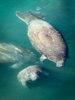 Anne deniz ayısı ve buzağı turkuaz sularda yüzüyor, yukarıdan bakıldığında deniz yaban hayatı ve koruma kavramını gözler önüne seriyor..