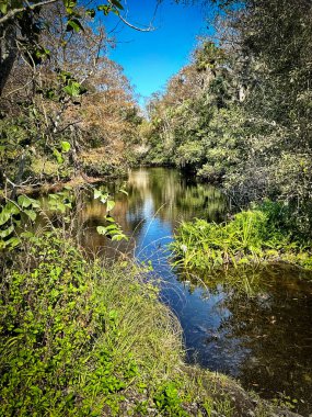 Huzurlu tatlı su nehri yoğun yeşil bitki örtüsü ve palmiye ağaçlarının arasından süzülüyor. Açık mavi gökyüzünün altında, tropikal bir ormanlık alanda..