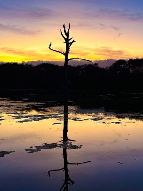 Yalnız bir kuş, sessiz bir bataklıktan yükselen çıplak bir ağaç gövdesinin üzerinde duruyor. Silüeti, altın, turuncu ve derin mor tonlardan oluşan gün batımının altında durgun bir suya yansıyor..