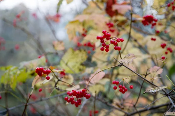 晩秋にブッシュの枝にあるビブラムベリーの赤い塊 選択的焦点 — ストック写真