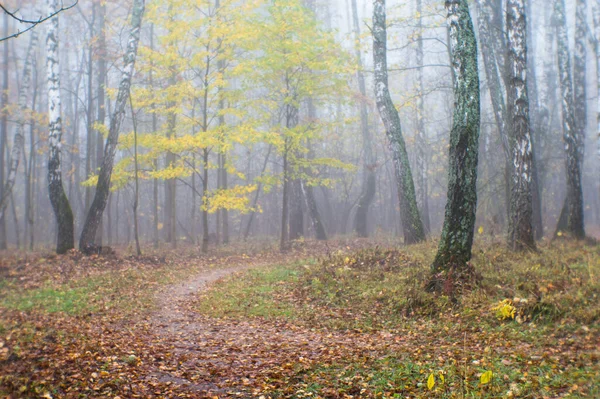 Blur. Autumn Park with trees in a misty haze and a path strewn with fallen leaves. Background.