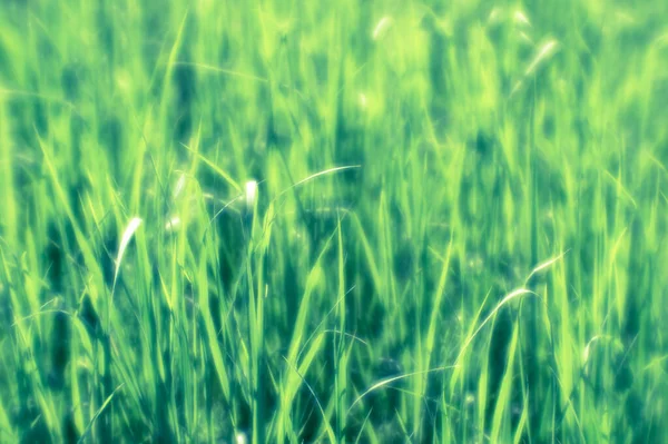 Blur. Green grass meadows close-up on a bright spring day. Background. — Stock Photo, Image