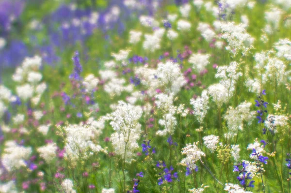 Desenfoque. Flores silvestres blancas y púrpuras en un prado verde de verano en un día soleado de verano. Fondo natural —  Fotos de Stock