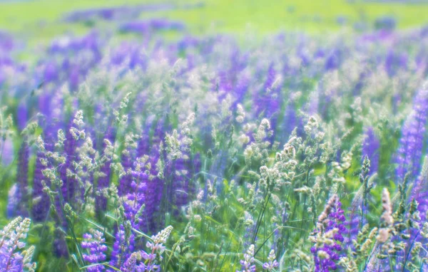 Flou. Pré vert dans des herbes mixtes luxuriantes avec des fleurs de lupin violet un matin d'été. Contexte — Photo