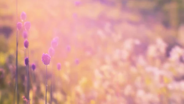 Sfondo sfocato di lussureggiante prato fiorito nella naturale foschia soleggiata del mattino con fiori di aglio selvatico in primo piano. — Foto Stock