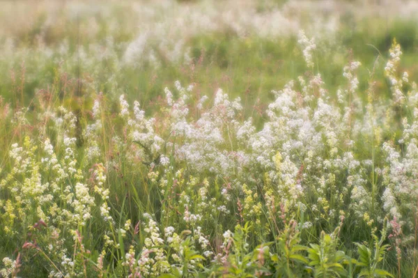 模糊的自然背景。开着花的草本植物，开着盛开的小白花. — 图库照片