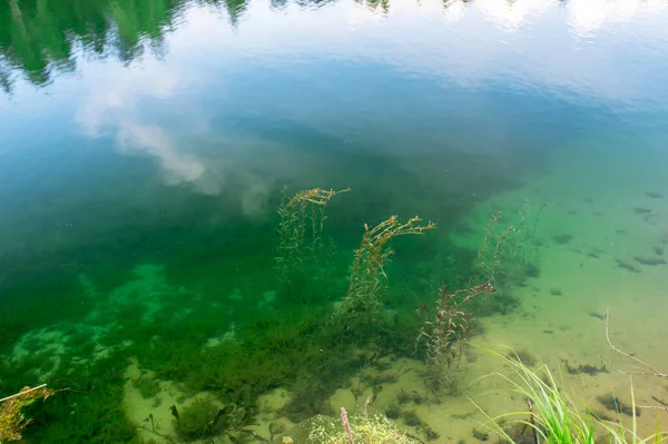 Vários Tipos Algas Águas Claras Área Costeira Lago Com Fundo — Fotografia de Stock