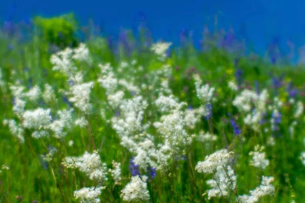 Desfocado. Flores silvestres azuis e brancas close-up em um prado de verão verde contra um céu azul em um dia de verão ensolarado. — Fotografia de Stock