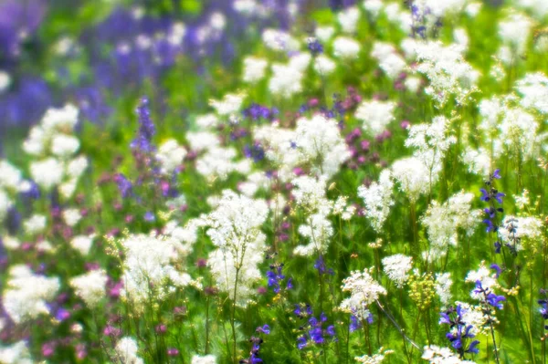 Desenfoque. Flores silvestres blancas y púrpuras en un prado verde de verano en un día soleado de verano. Fondo natural —  Fotos de Stock