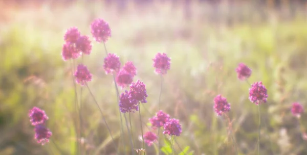 Rozmazané Pozadí Bujné Kvetoucí Louky Přirozeném Slunečném Ranním Oparu Divokými — Stock fotografie