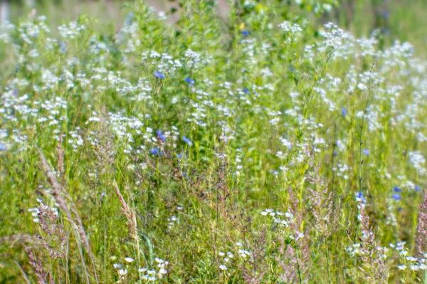 Borrão Flores Silvestres Brancas Azuis Prado Verão Manhã Fundo Natural — Fotografia de Stock