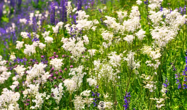 繁茂的草地 白紫色的花朵点缀在鲜绿的草地上 有选择的重点 — 图库照片