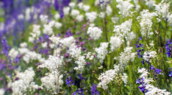 Desenfoque Pradera Floreciente Primer Plano Con Flores Blancas Púrpuras Hierba —  Fotos de Stock