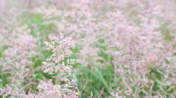 Smuga. Lush panicles dzikiej trawy zbliżenie na zielonej łące. Kontekst. Wybiórcze skupienie. Miękkie, przewiewne tło — Zdjęcie stockowe