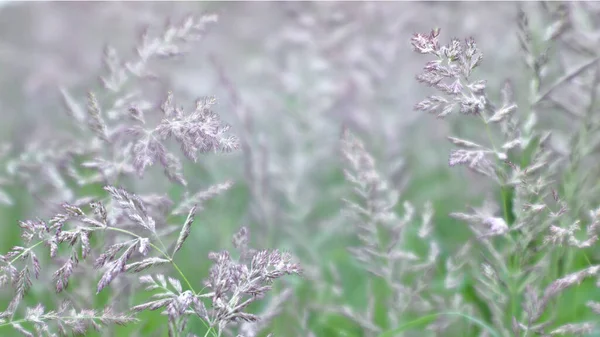 模糊。茂密的野草圆锥花序在绿地上的特写。背景。有选择的重点。软绵绵的背景 — 图库照片