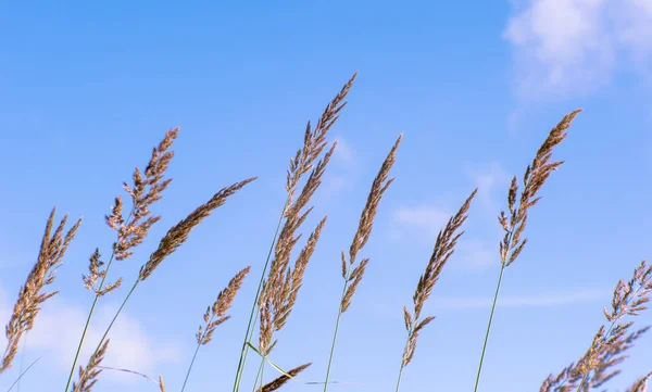 Unscharf. Flauschige Ohren Blüten des wilden Grases mitten im Sommer auf einem Hintergrund von verschwommenem blauem Himmel. — Stockfoto