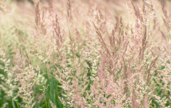 ぼかし。緑の牧草地にパステルベージュのトーンの熟した種子と野生の草の終わりの緑豊かな小石。背景。選択的焦点. — ストック写真