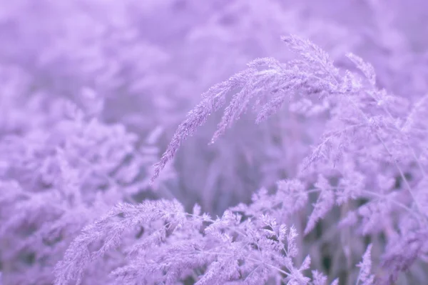 Desenfoque. Exuberantes panículas de hierba silvestre en pastel rosa de cerca en gotas de rocío en la neblina nebulosa de la mañana. Teñido suave tono aireado. — Foto de Stock