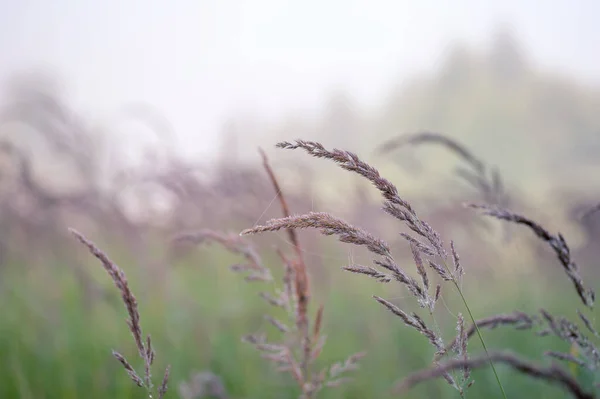 Unscharf. Flauschige Rispen aus wildem Gras in Großaufnahme auf einer grünen Wiese im morgendlichen Dunst. Hintergrund. — Stockfoto