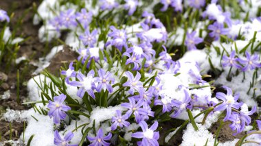Açık pembe kar damlaları mavi renkli chionodoxa yakın plan yeşil yapraklı ve kısmen yeni yağmış karla kaplı. Doğal arkaplan