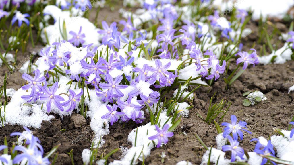 Pale pink snowdrops with a blue tint chionodoxa closeup with green leaves and partially covered with freshly fallen snow. Natural background