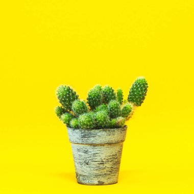A group of cacti close-up in a vintage pot on a yellow background.