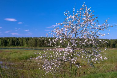 İlkbaharda çiçek açan bir elma ağacı bir ormanın arka planında ve açık mavi bulutlu bir gökyüzü. Arkaplan