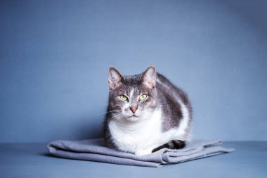 Beyaz göğüslü ve anlamlı bakışlı gri bir kedi gri-mavi arka planda gri bir battaniyenin üzerinde oturur.