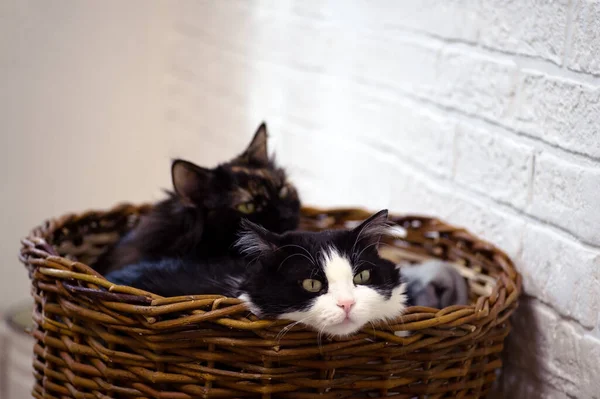 Two Young Black White Cats Three Haired One Thoughtful Look — Stock Photo, Image