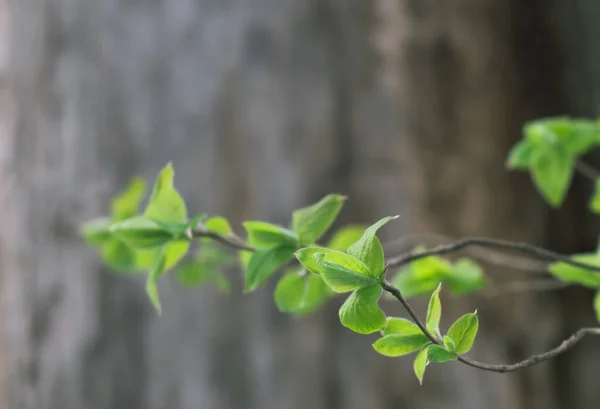 Hojas Verdes Frescas Ramas Fondo Tronco Árbol Borroso Contexto —  Fotos de Stock