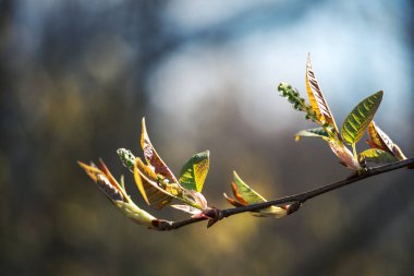 Güneşin konturlu ışığında, güzel, bulanık bir bokeh arka planına sahip genç bir kuş vişne dalı. Açılmamış yeşil tomurcuk kümelerine seçici odaklan.