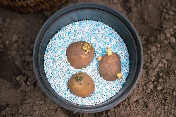 Drei Gekeimte Kartoffelknollen Liegen Einem Schwarzen Behälter Auf Blau Weißen — Stockfoto