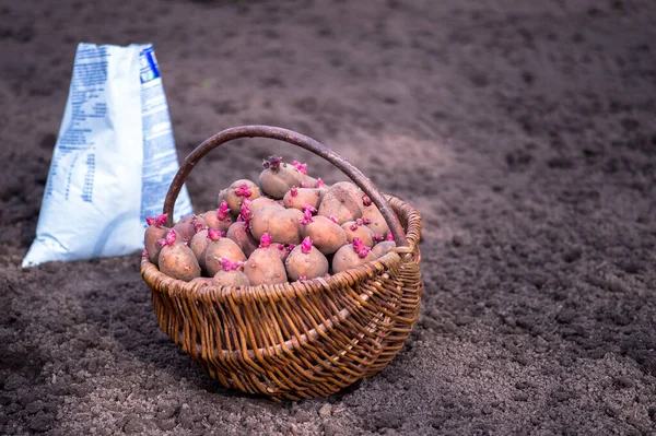 Panier Tubercules Pomme Terre Germés Avec Des Germes Roses Sur — Photo