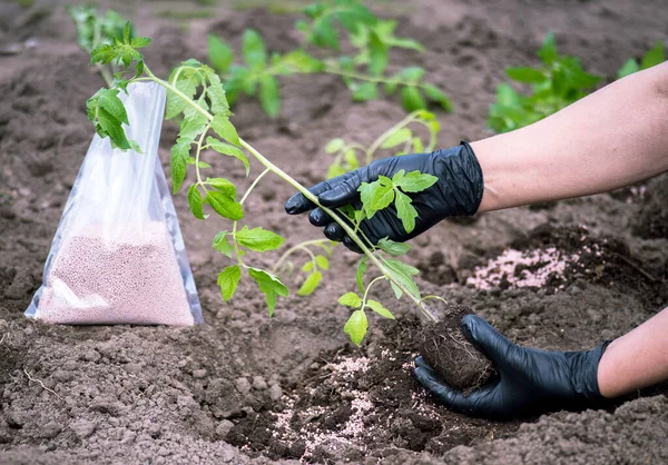 Naaras Käsissä Maanviljelijän Mustat Käsineet Pitää Ituja Tomaatin Taimet Ennen — kuvapankkivalokuva