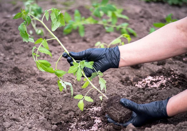 Les Mains Féminines Agriculteur Gants Noirs Tiennent Germe Semis Tomate — Photo