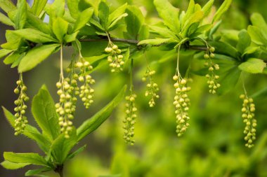 Yumuşak ışıkta çiçek açmadan önce Kanada böğürtleninin yatay dalına asılı tomurcuk kümeleri. Arkaplan.